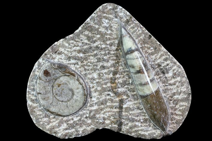 Fossil Goniatite & Orthoceras Display #77205